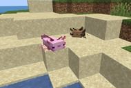 Axolotls (Image via Minecraft)